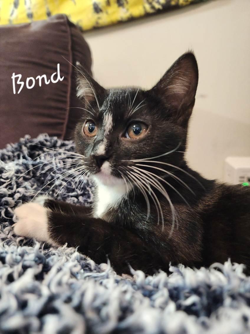 Bond, an adopted mixed breed in Concord, NC image 1/5