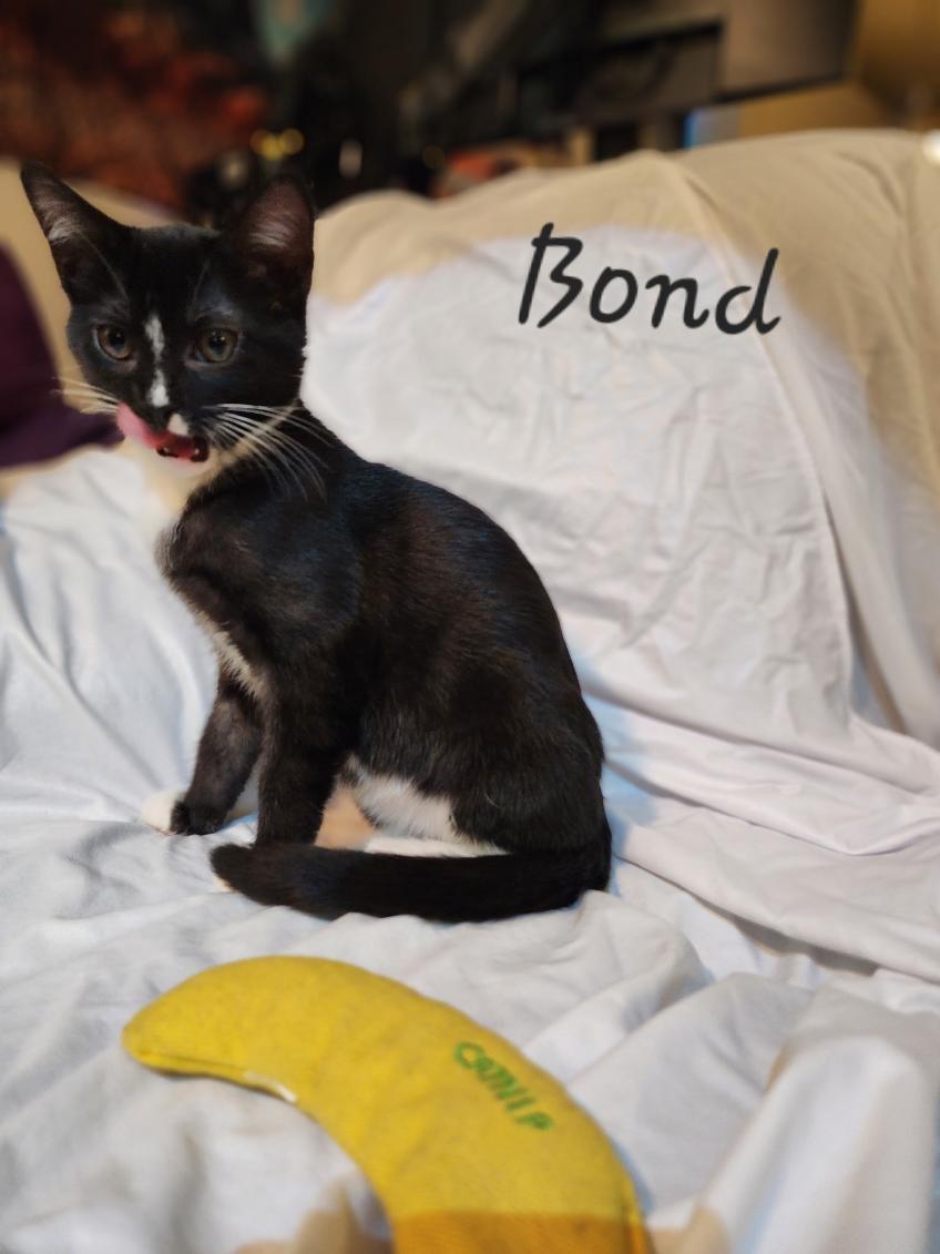 Bond — thumbnail 3