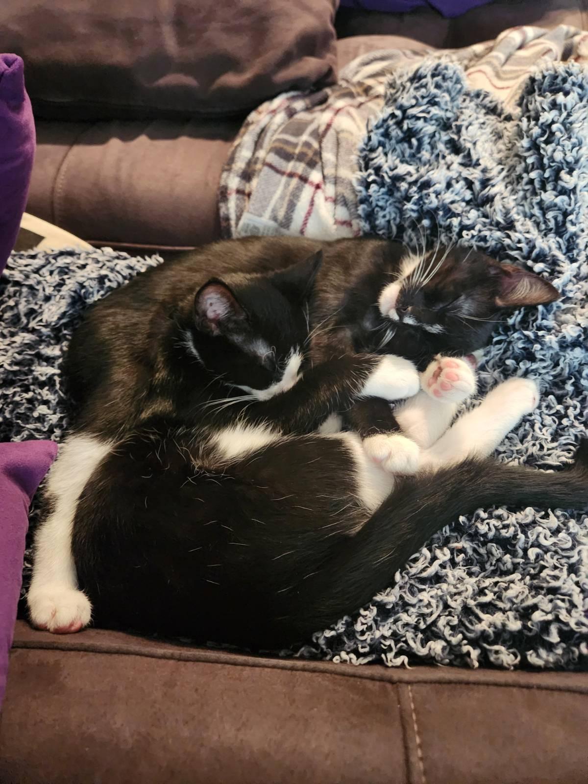 Bond — thumbnail 4