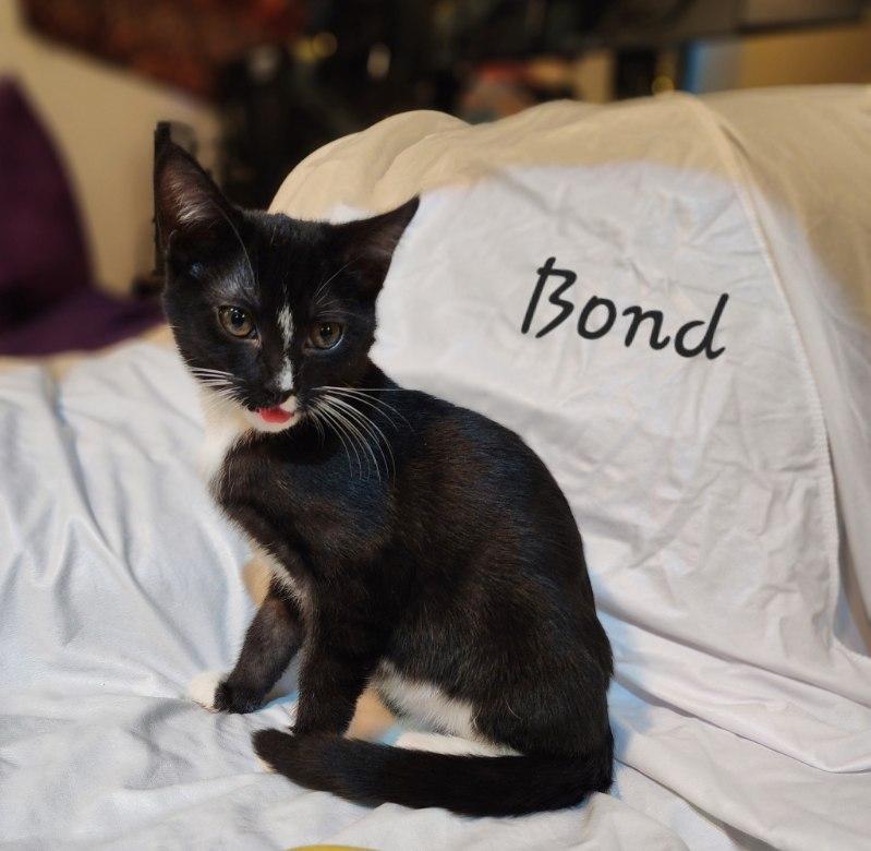 Bond, an adopted mixed breed in Concord, NC image 4/5