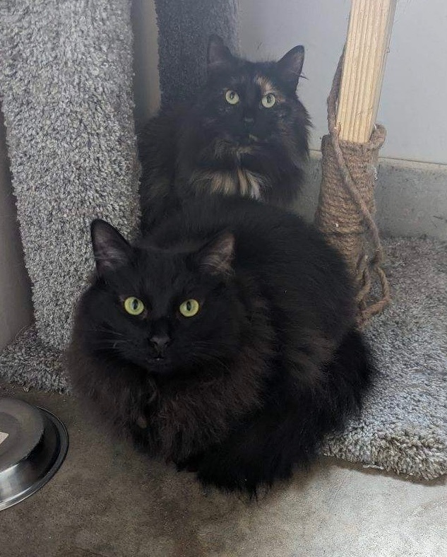 Enlarge Cola, a Adoptable mixed breed in Plainville, CT image 3/3