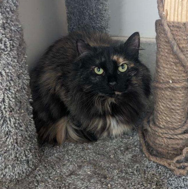 Cola, Young Female Domestic Long Hair