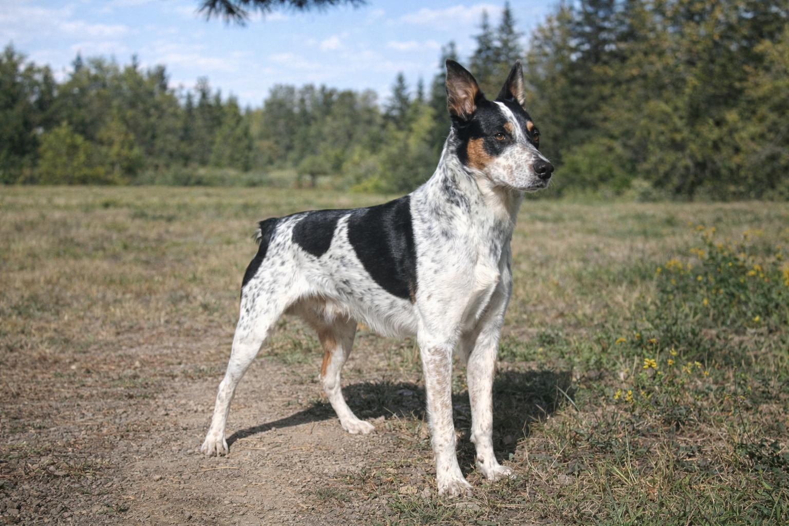 Bronco, adopted, Adult Male Australian Cattle Dog / Blue Heeler & Australian Shepherd.