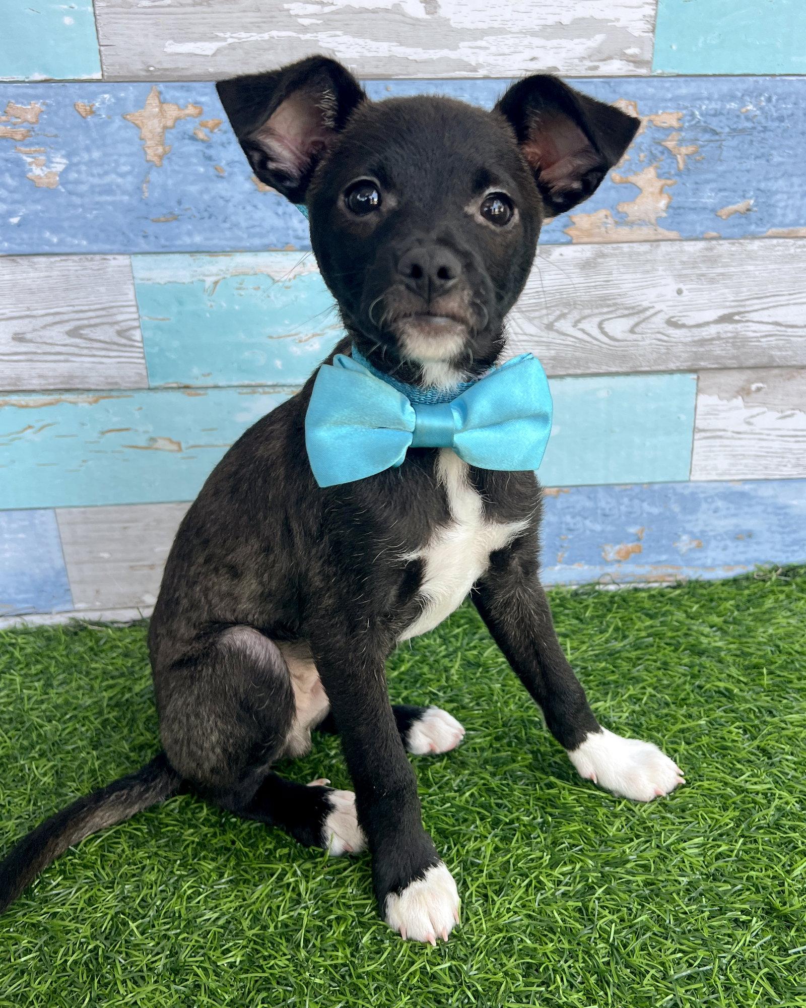 Kip, Adoptable, Puppy Male Chihuahua & Terrier.