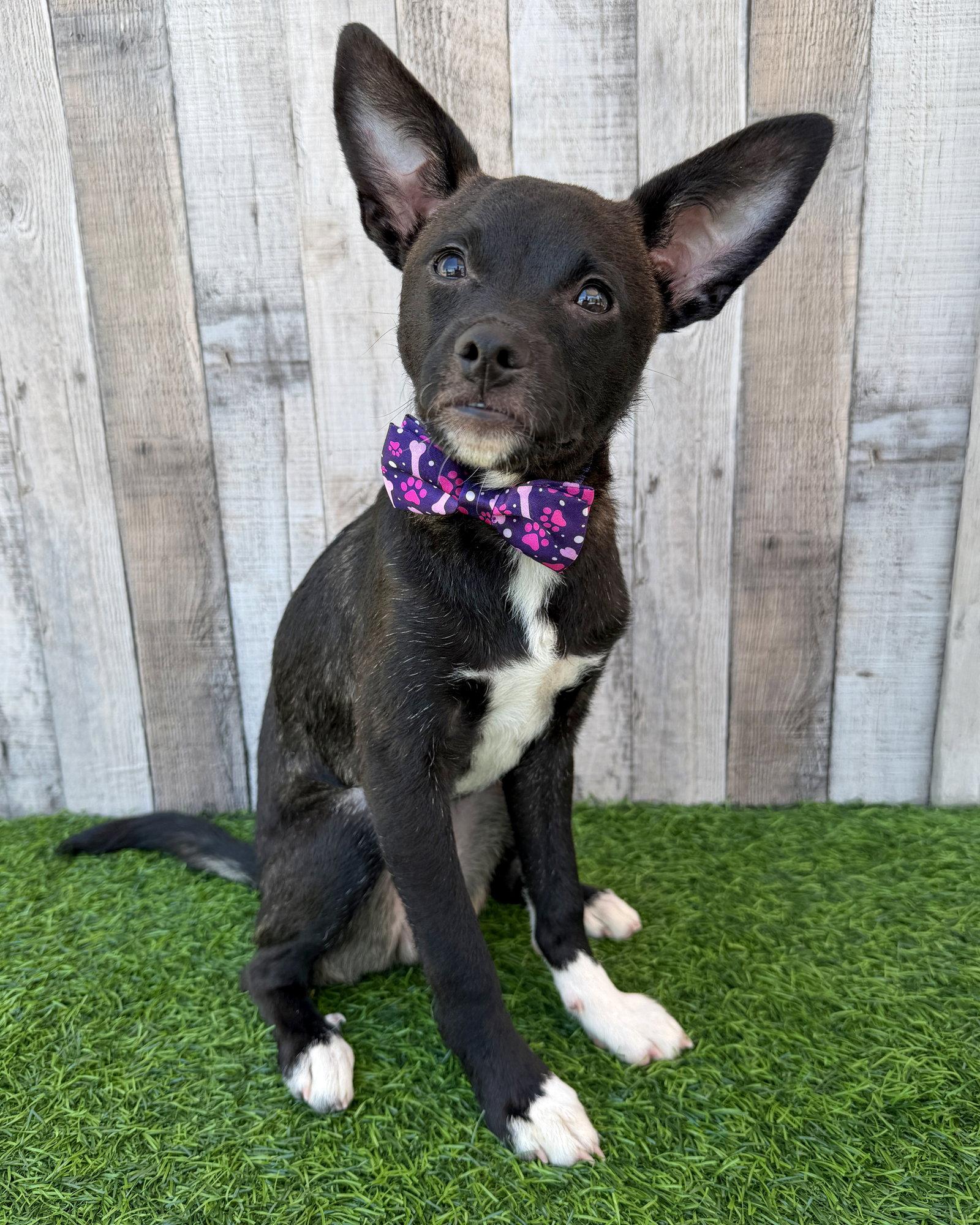 Enlarge Kip, a Adoptable mixed breed in Corona, CA image 2/3