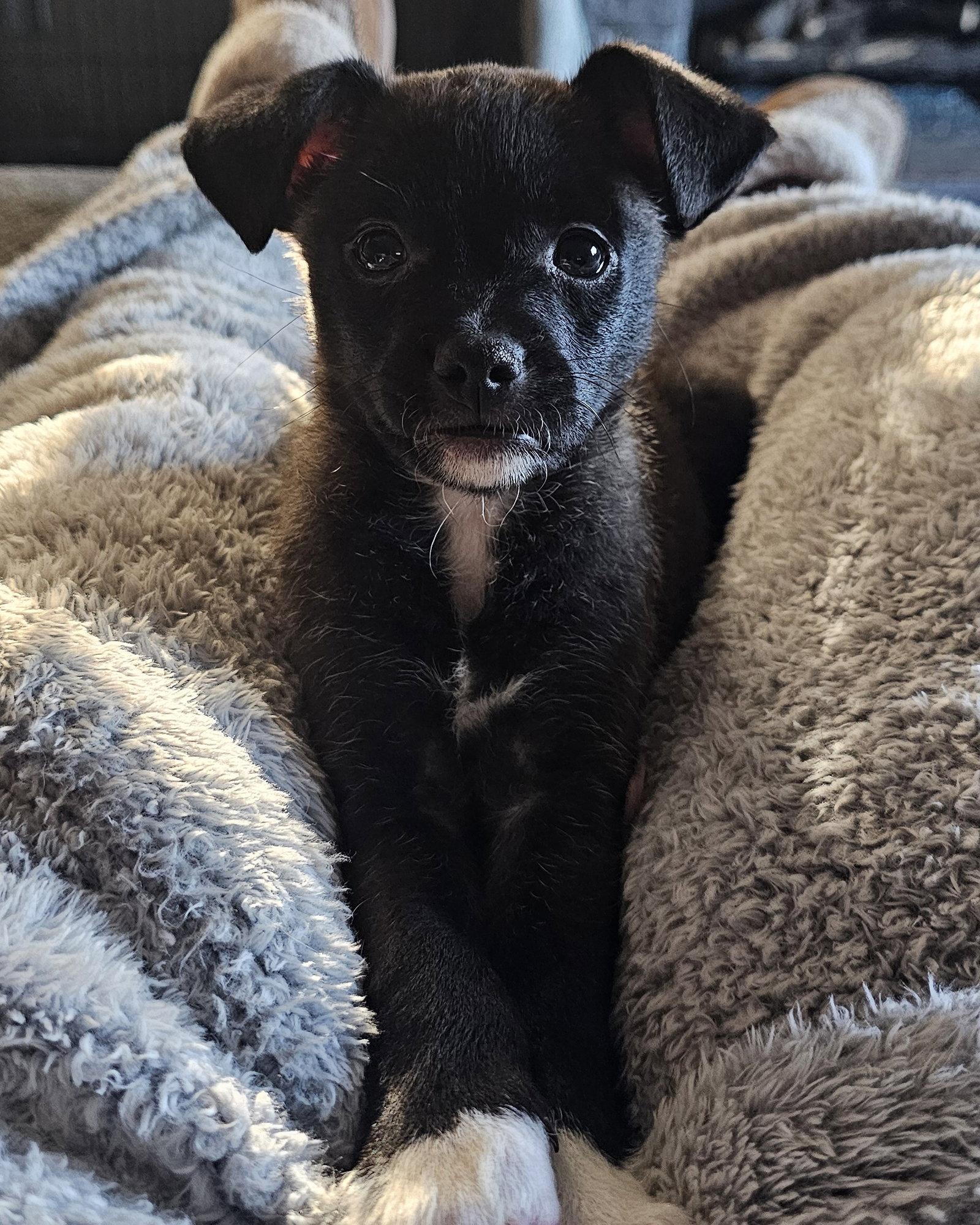 Enlarge Kip, a Adoptable mixed breed in Corona, CA image 3/3