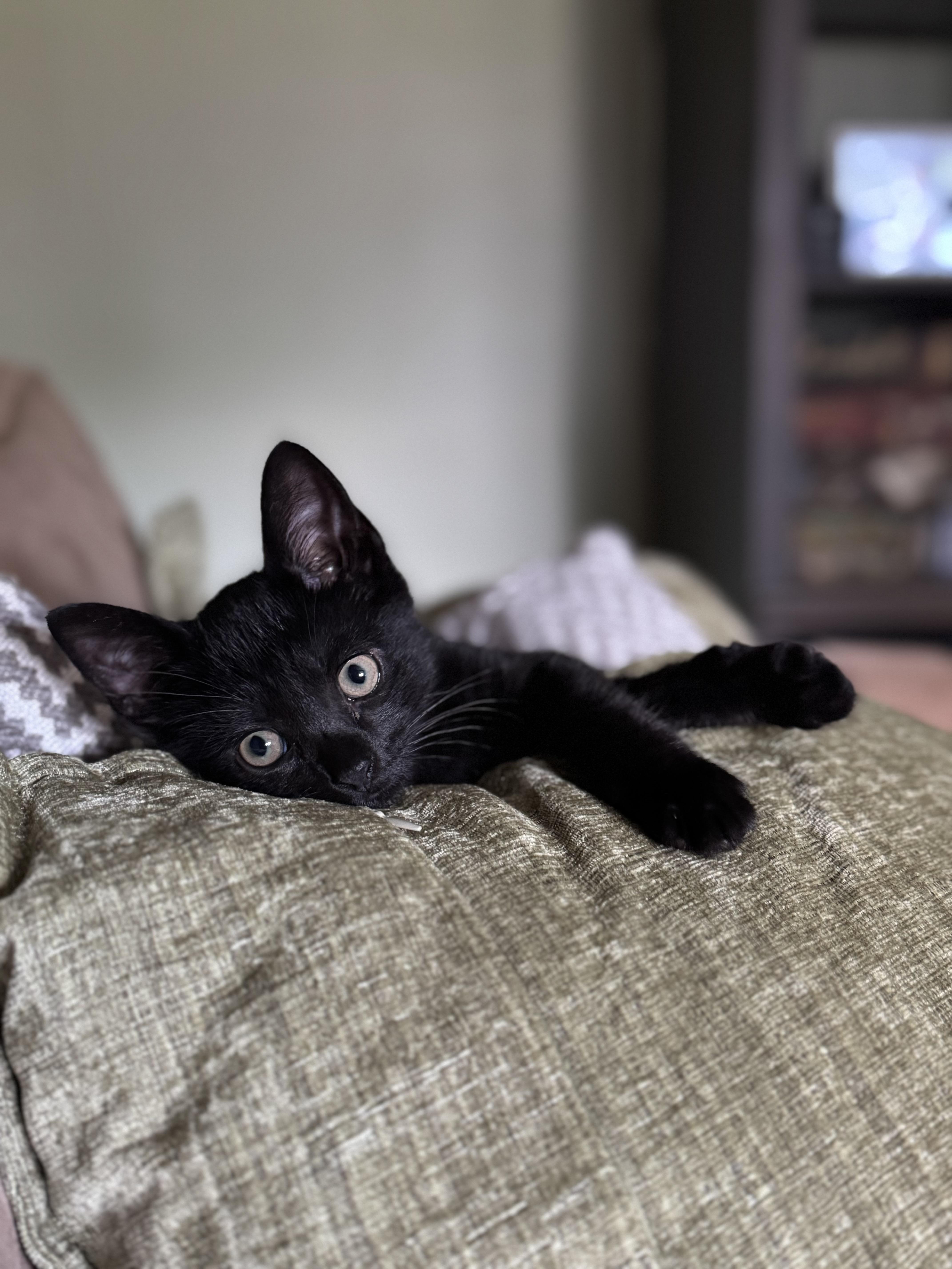 CRUSH - ADOPTED, Baby Male unknown