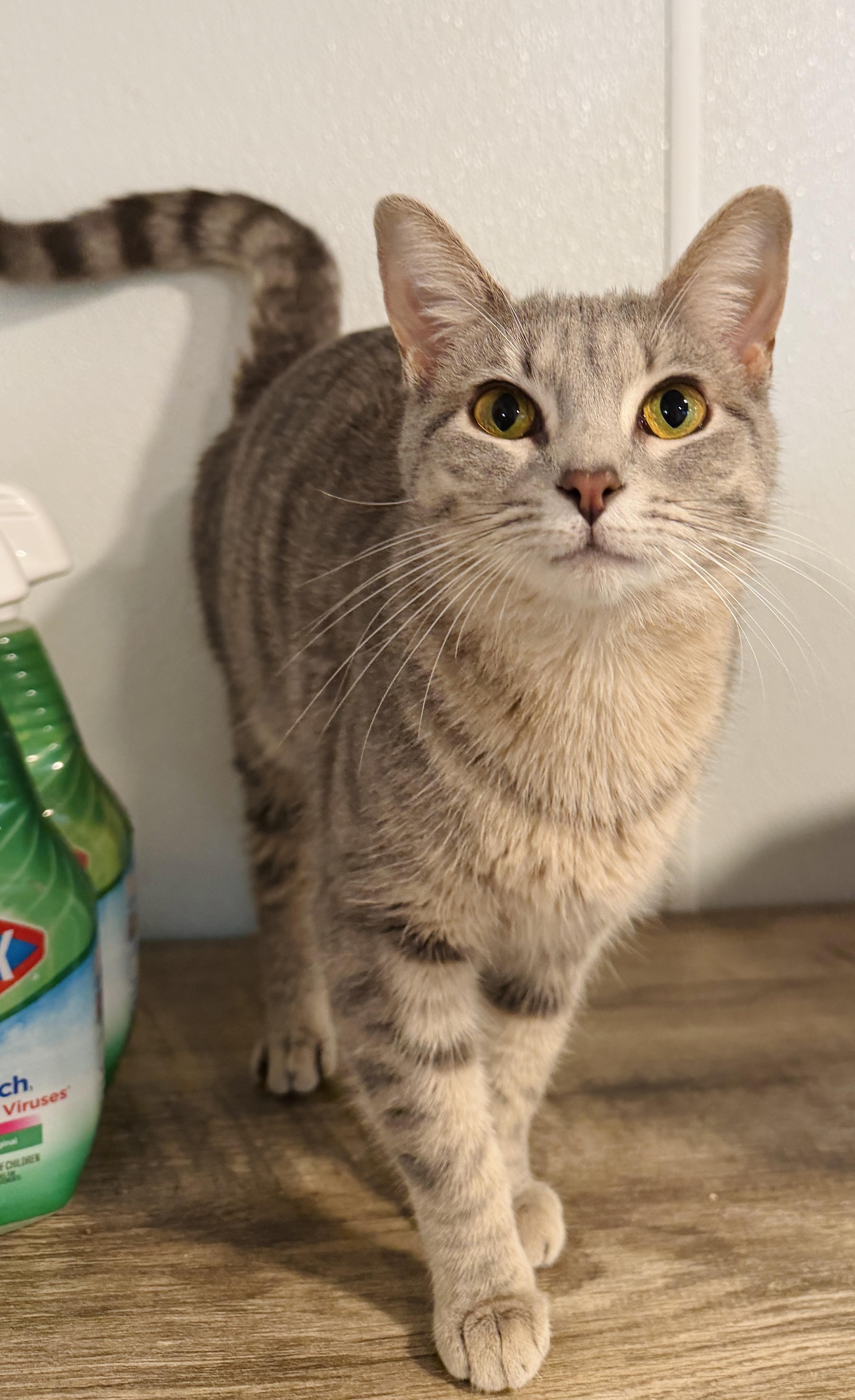 Enlarge Fiora, an adopted mixed breed in Brooks, ME image 1/1