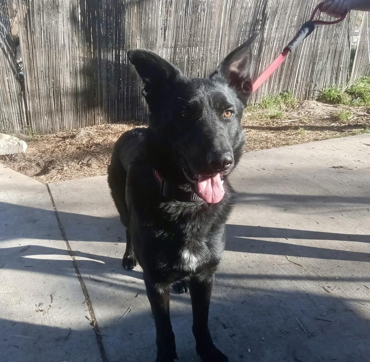 GF aka Delilah, ADOPTABLE, Young Female German Shepherd Dog.