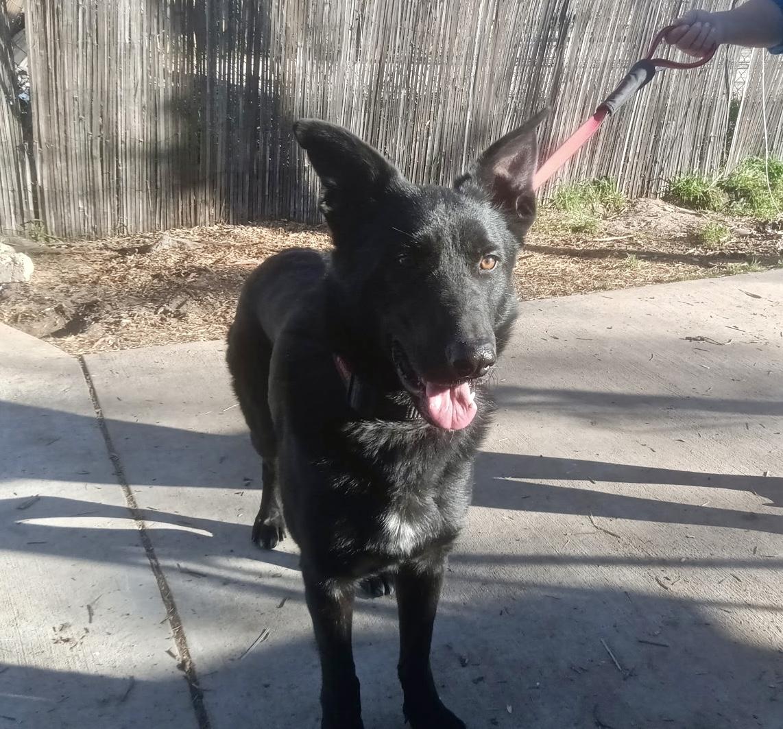 Enlarge GF aka Delilah, a ADOPTABLE German Shepherd Dog in Frazier Park, CA image 2/2