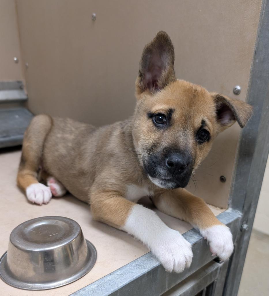 Enlarge Paws, a Adoptable mixed breed in Havre, MT image 1/1