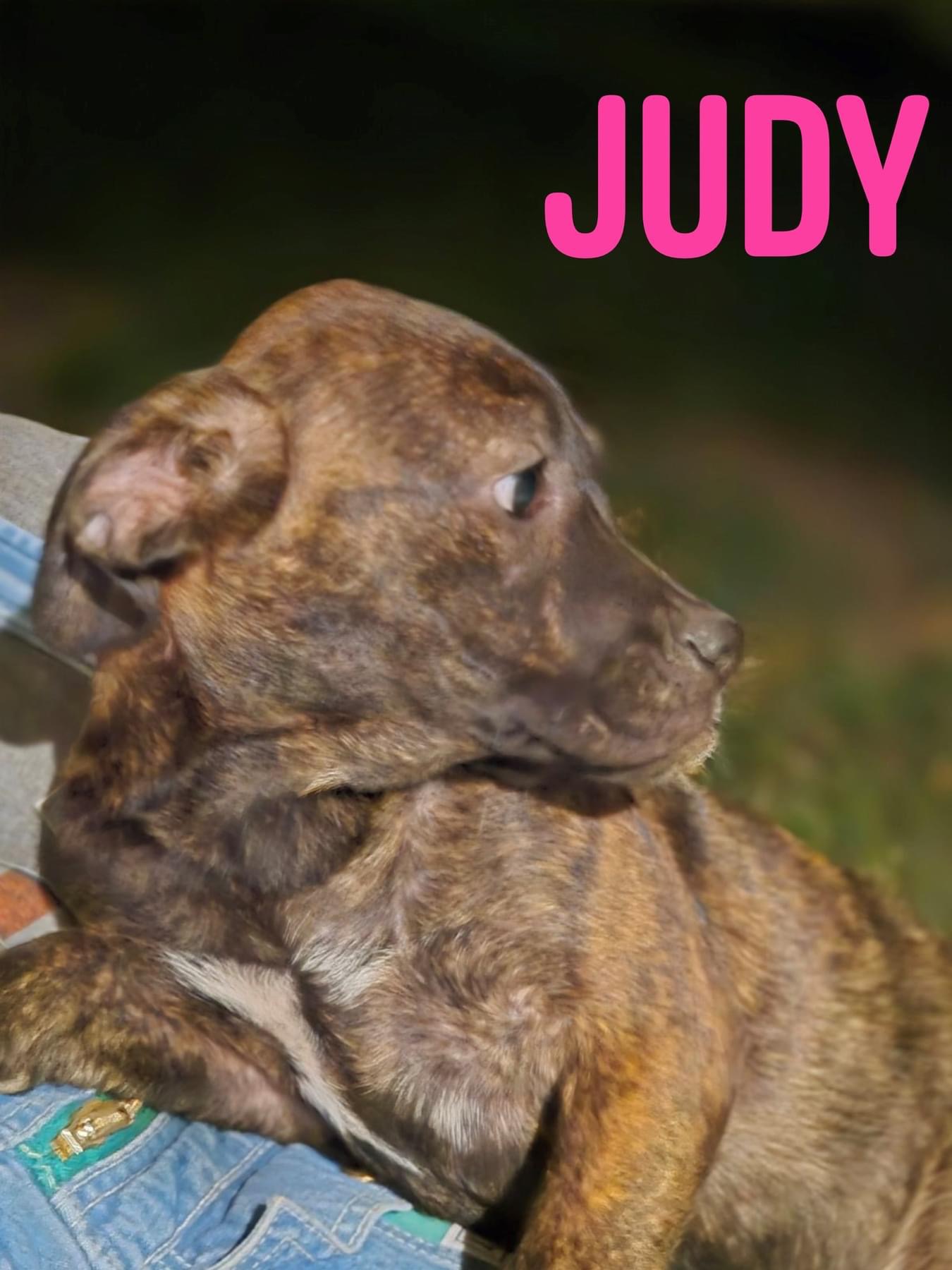 Dog for adoption Judy, a Pit Bull Terrier Mix in Pembroke, MA Petfinder