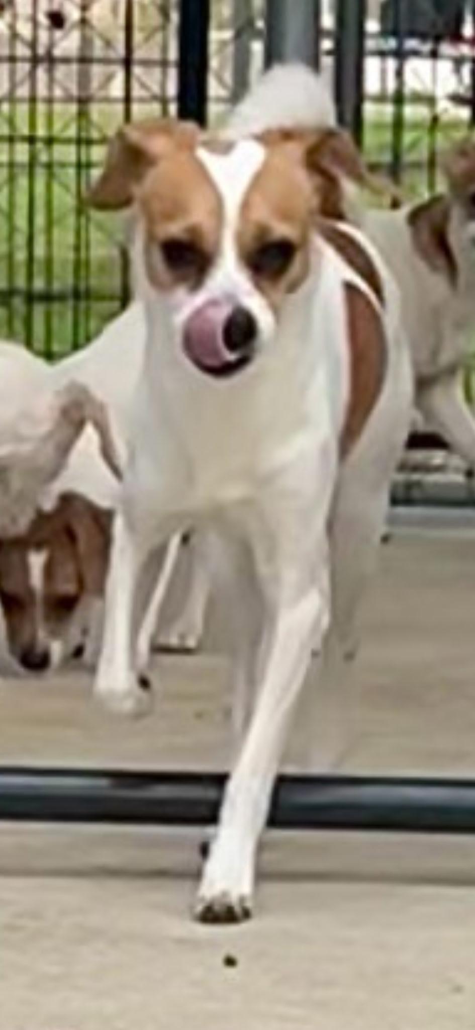 Enlarge SECOND SON, a Adoptable mixed breed in Lakeway, TX image 2/3
