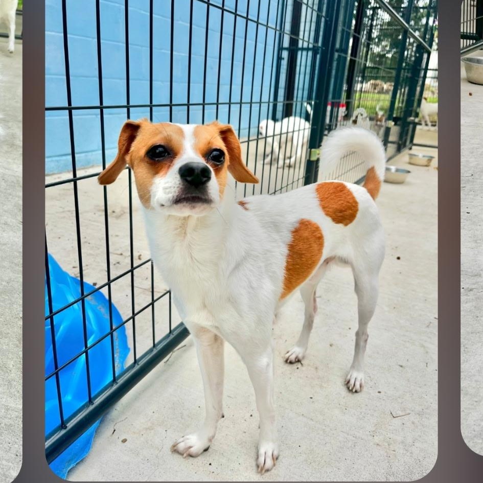 Enlarge SECOND SON, a Adoptable mixed breed in Lakeway, TX image 1/3