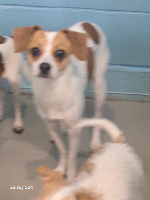 Enlarge SECOND SON, a Adoptable mixed breed in Lakeway, TX image 3/3