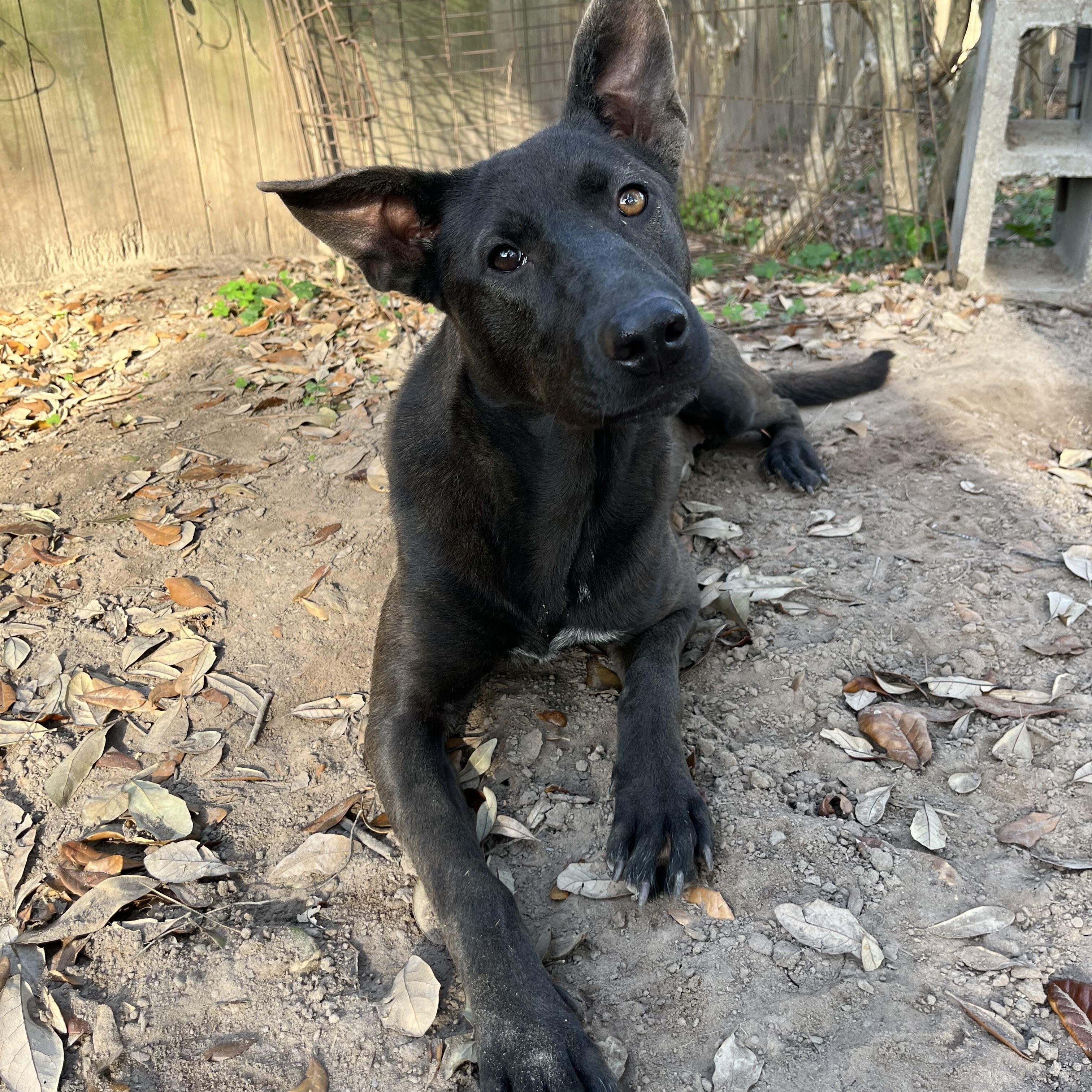 Enlarge Bonnie, a ADOPTABLE mixed breed in Annandale, VA image 4/4