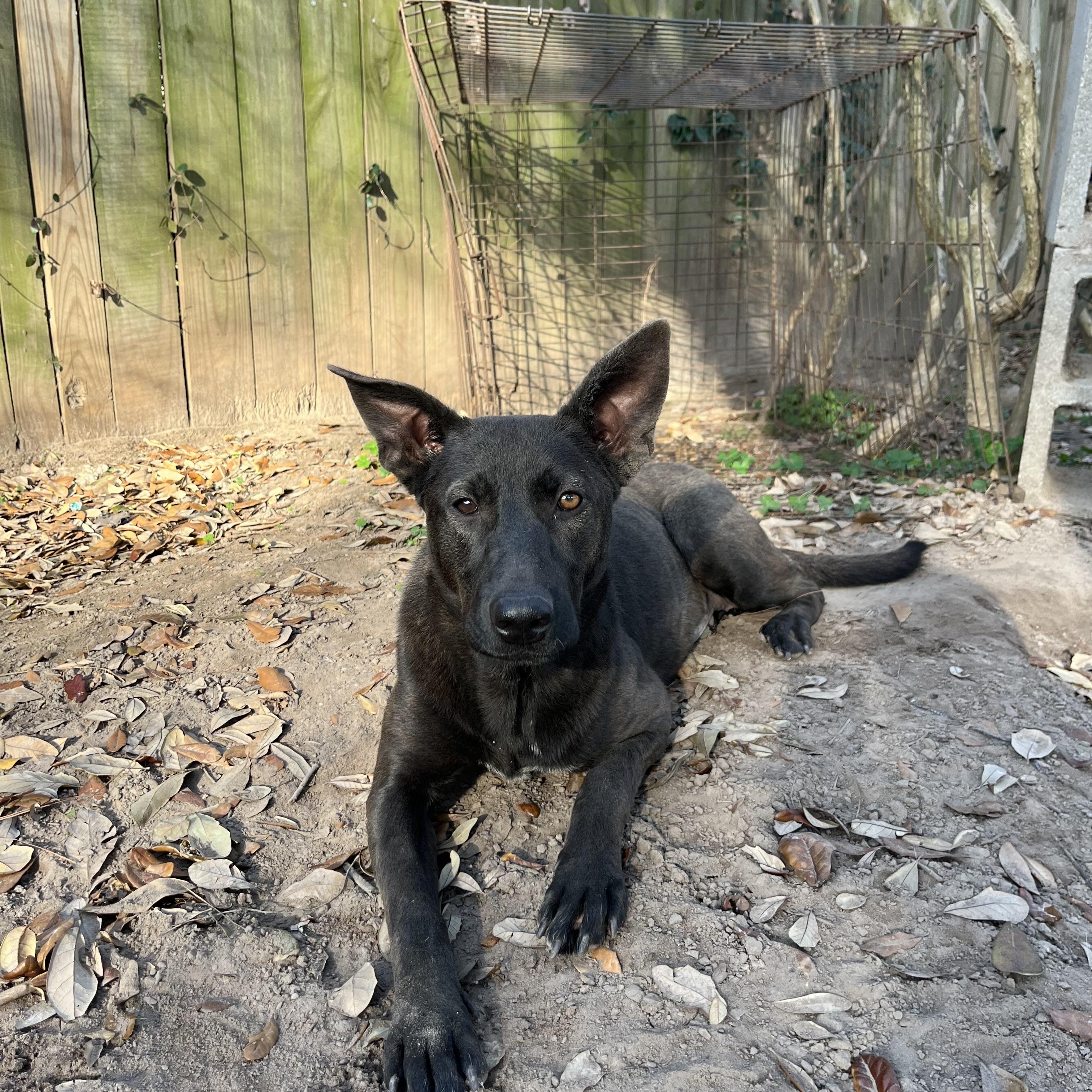 Bonnie, ADOPTABLE, Adult Female Shepherd & Black Labrador Retriever.