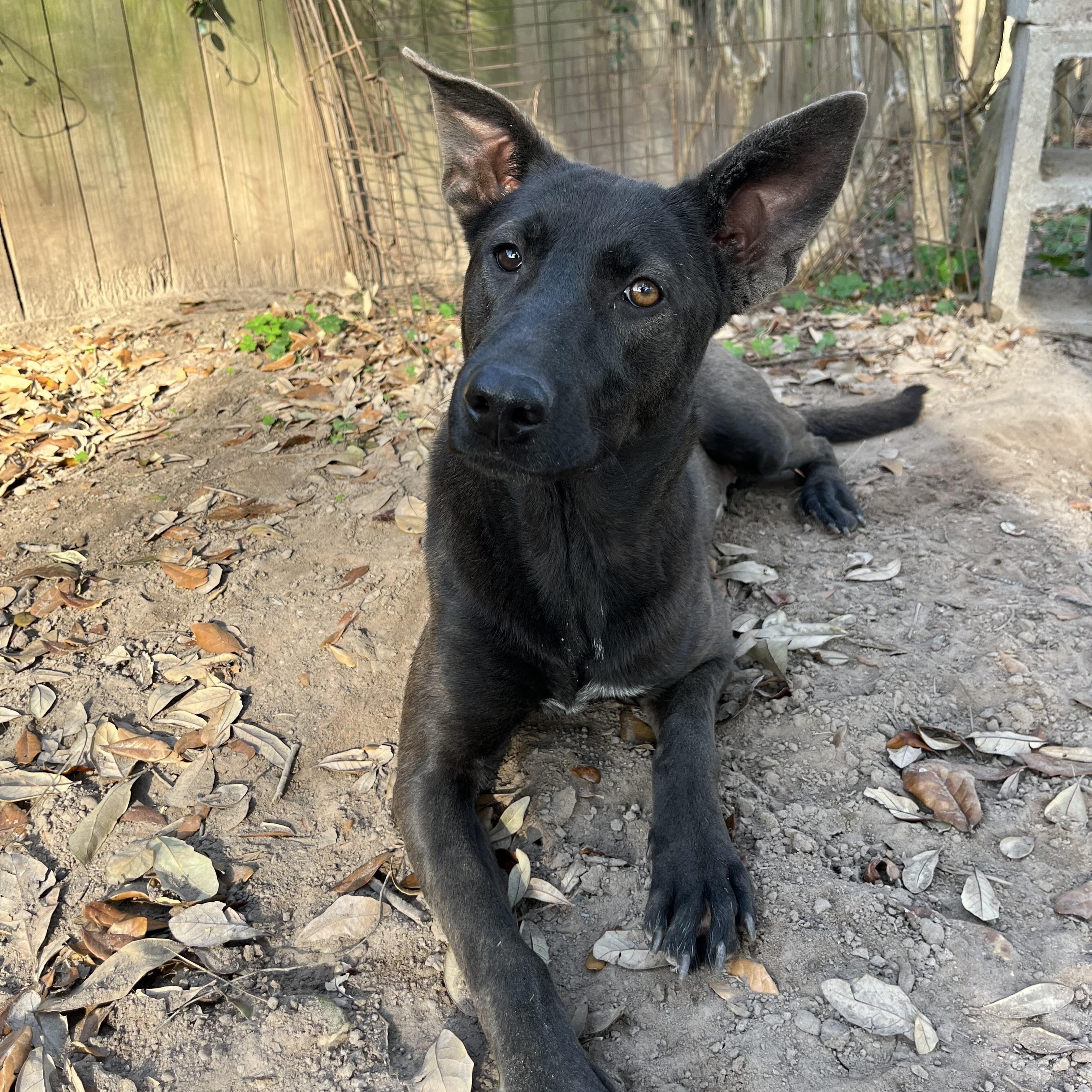 Enlarge Bonnie, a ADOPTABLE mixed breed in Annandale, VA image 2/4