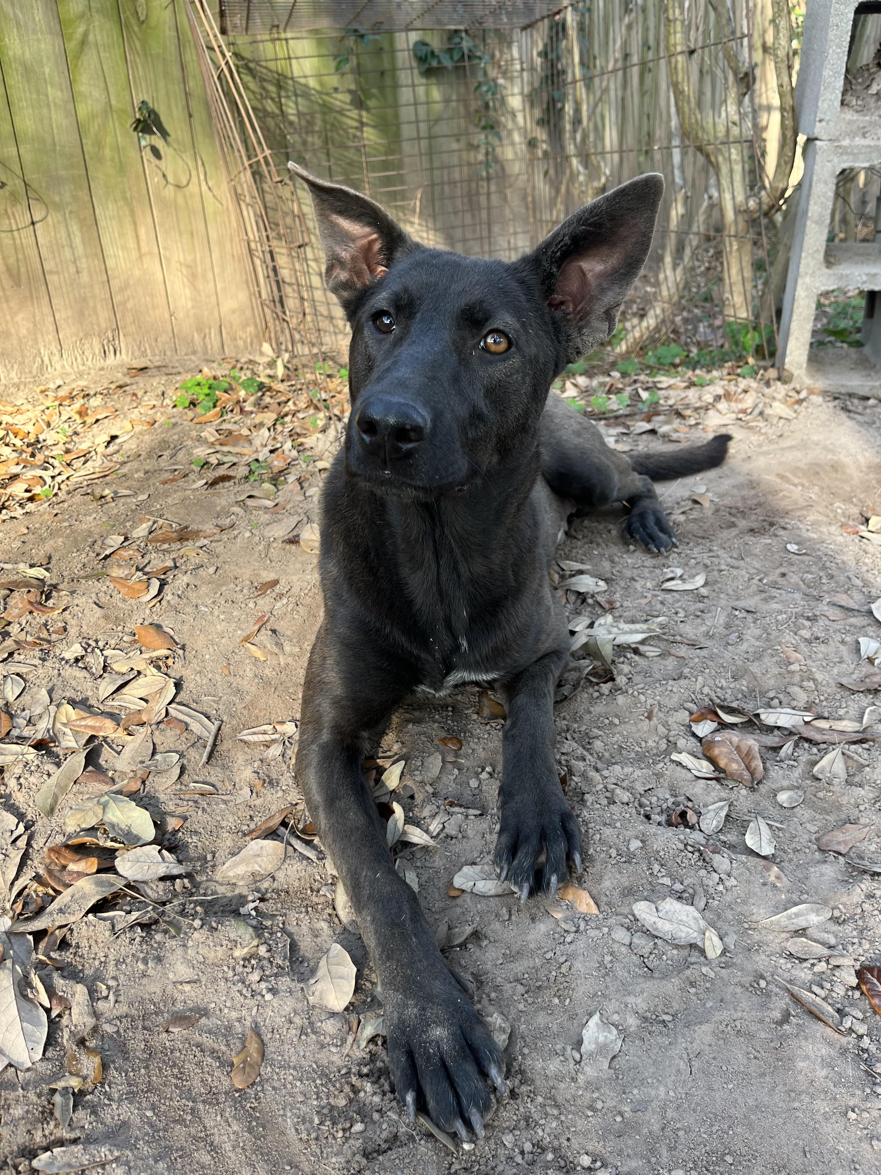 Enlarge Bonnie, a ADOPTABLE mixed breed in Annandale, VA image 3/4