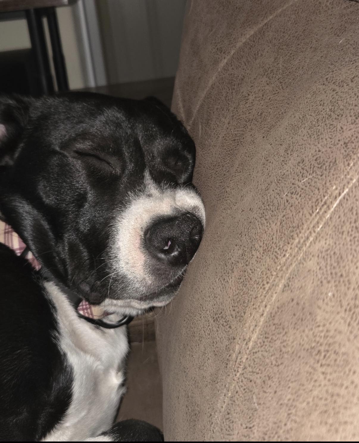 Porsche, a ADOPTABLE mixed breed in Tarzana, CA image 4/6