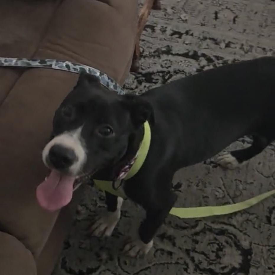 Porsche, a ADOPTABLE mixed breed in Tarzana, CA image 6/6