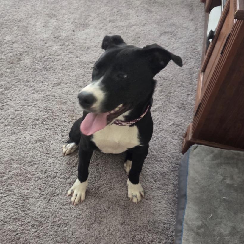 Porsche, a ADOPTABLE mixed breed in Tarzana, CA image 5/6