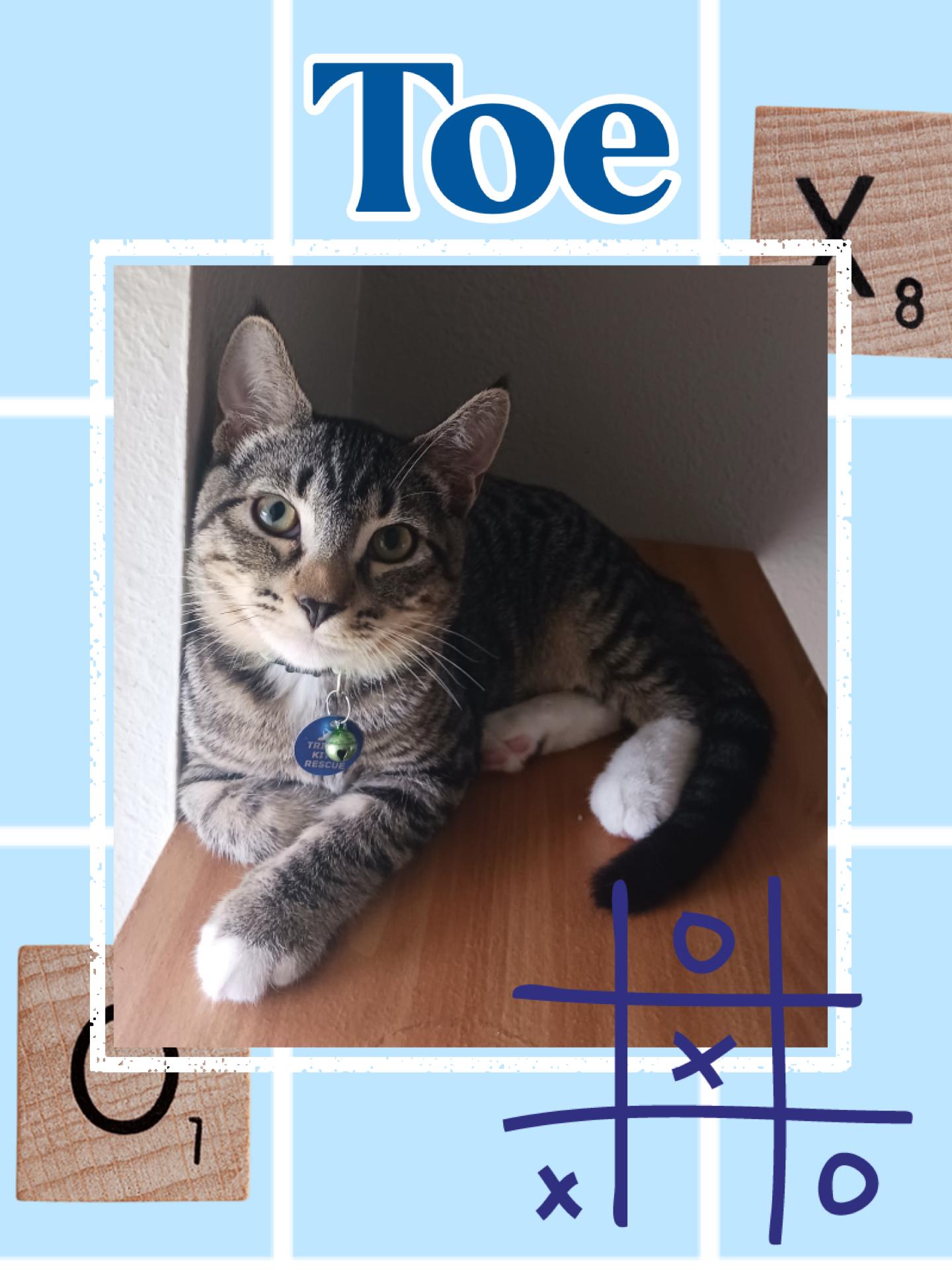 Toe, Adoptable, Kitten Male Tabby.
