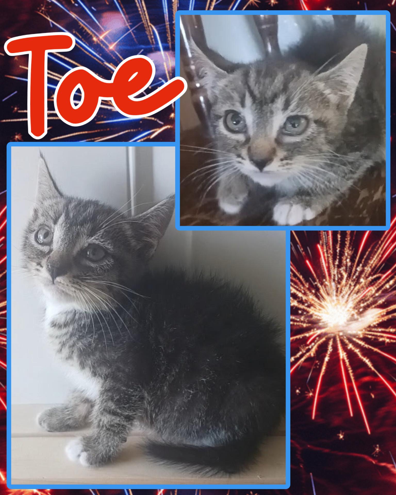 Toe, ADOPTABLE, Kitten Male Tabby.