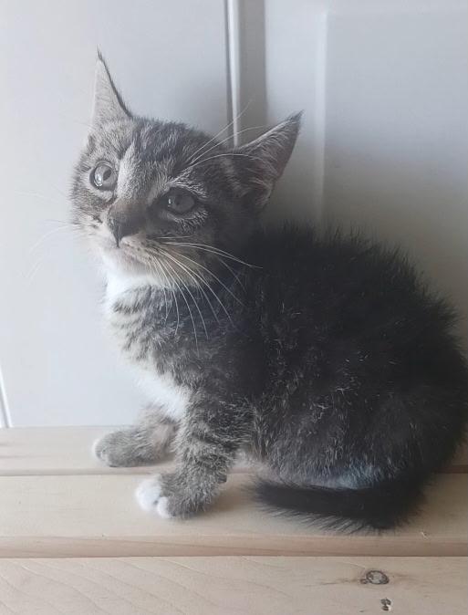 Toe, a ADOPTABLE Tabby in Pasco, WA image 3/3