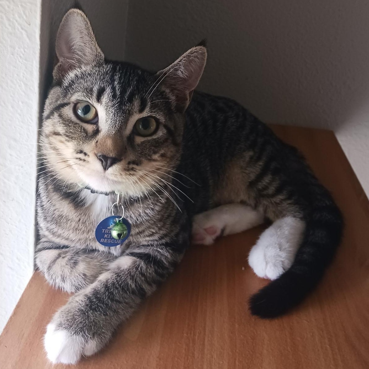 Enlarge Toe, a Adoptable Tabby in Pasco, WA image 2/3
