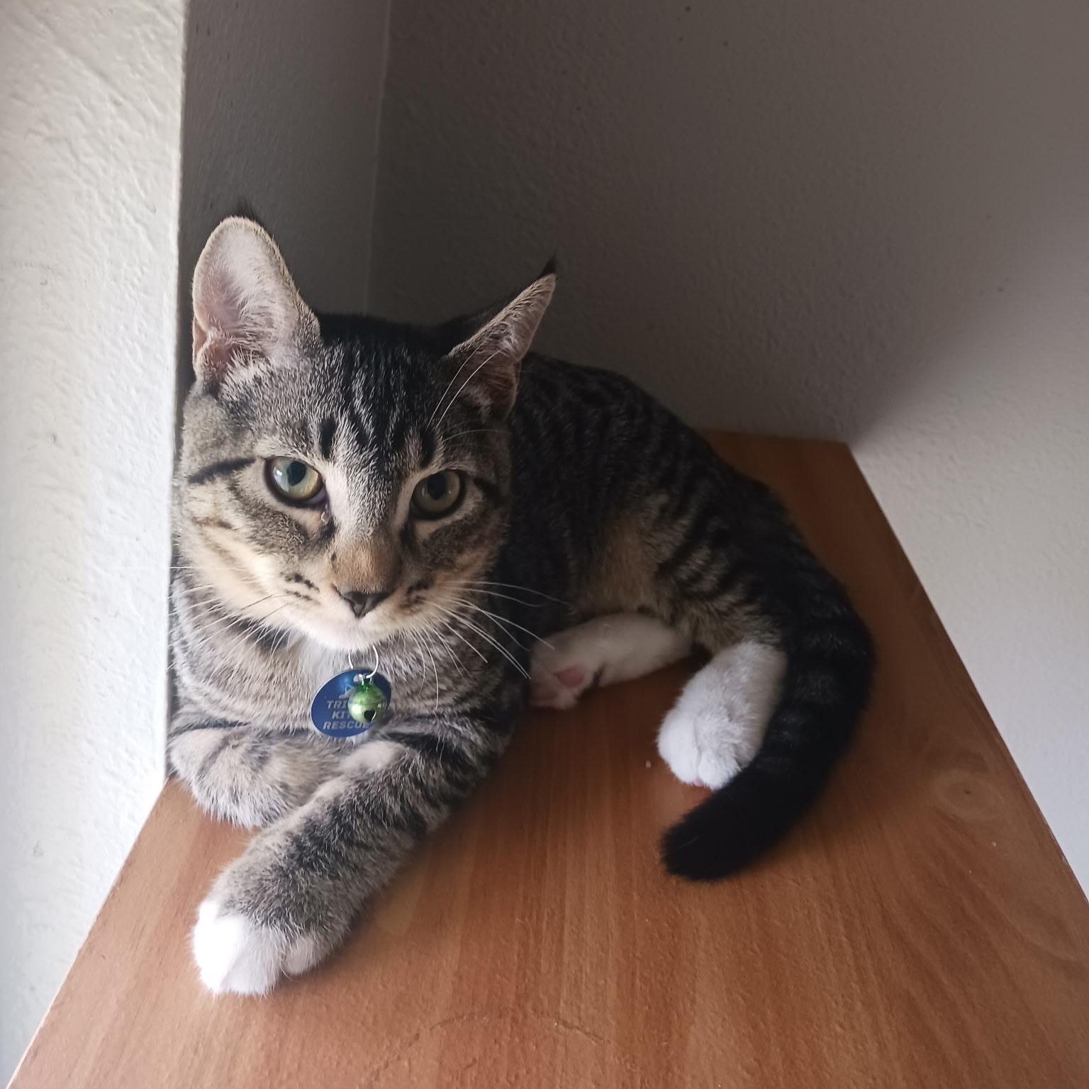 Enlarge Toe, a Adoptable Tabby in Pasco, WA image 3/3