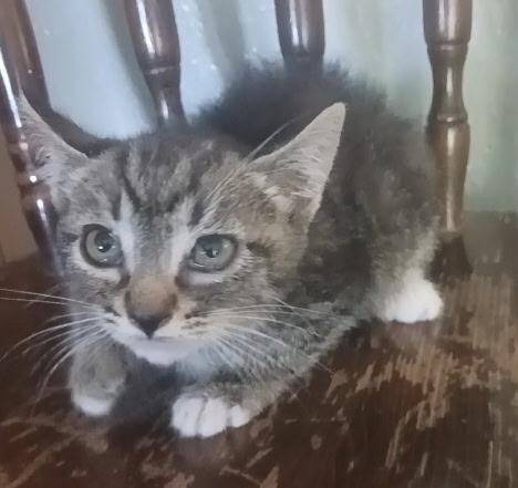 Toe, a ADOPTABLE Tabby in Pasco, WA image 2/3