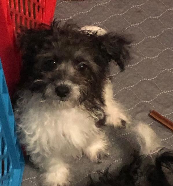 Enlarge Luffy, an adopted mixed breed in Colleyville, TX image 2/2