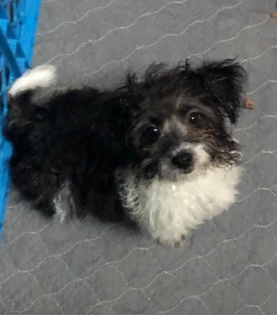 Enlarge Luffy, an adopted mixed breed in Colleyville, TX image 1/2