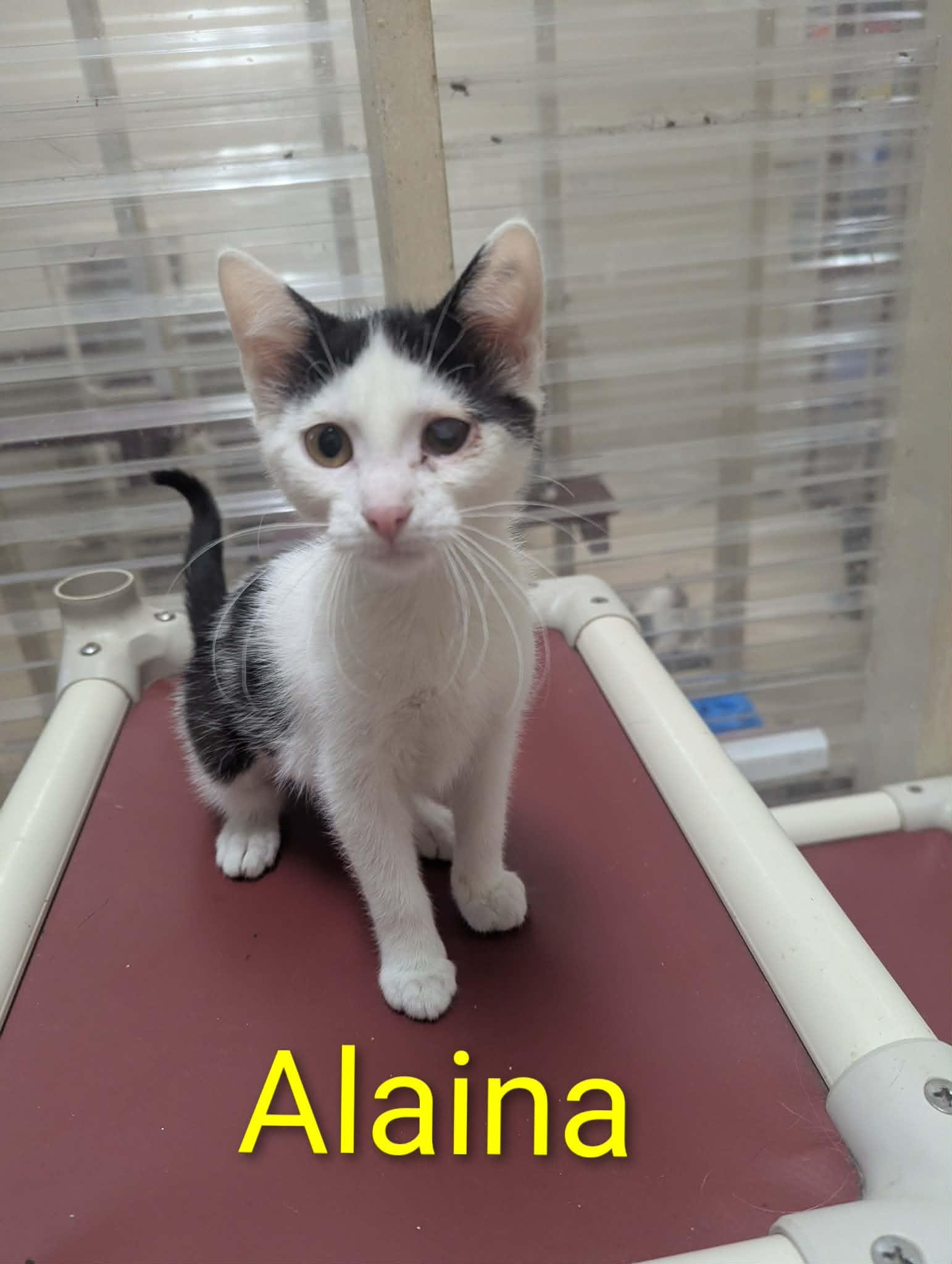 Alaina, ADOPTABLE, Kitten Female Domestic Short Hair.