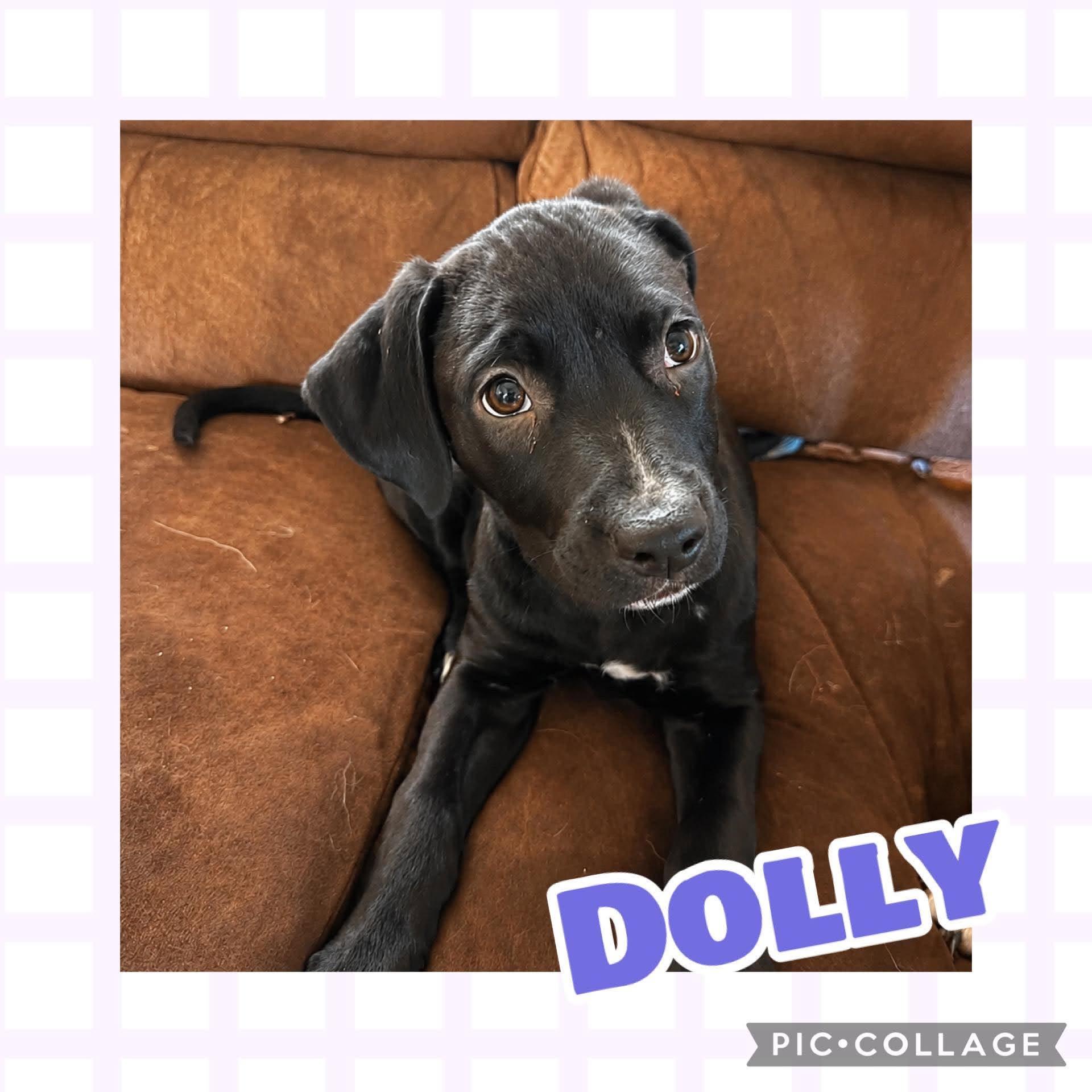 Dolly, Adoptable, Puppy Female Pit Bull Terrier & Labrador Retriever.