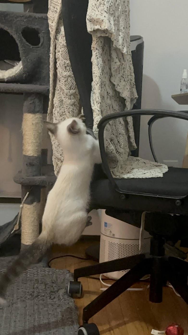 Enlarge Opal N. -- Blue Eyes & a Gentle Heart, an adopted American Shorthair in New York, NY image 2/6