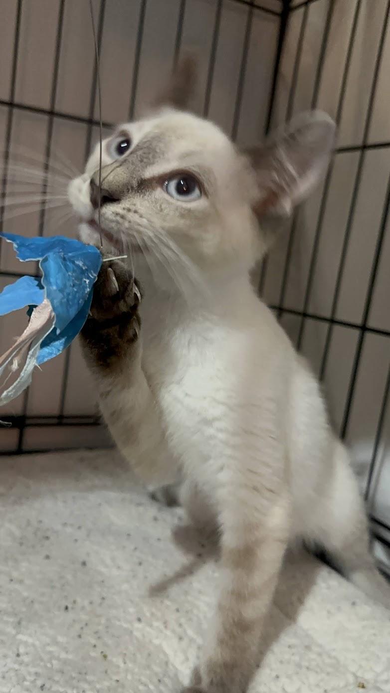 Enlarge Opal N. -- Blue Eyes & a Gentle Heart, an adopted American Shorthair in New York, NY image 5/6