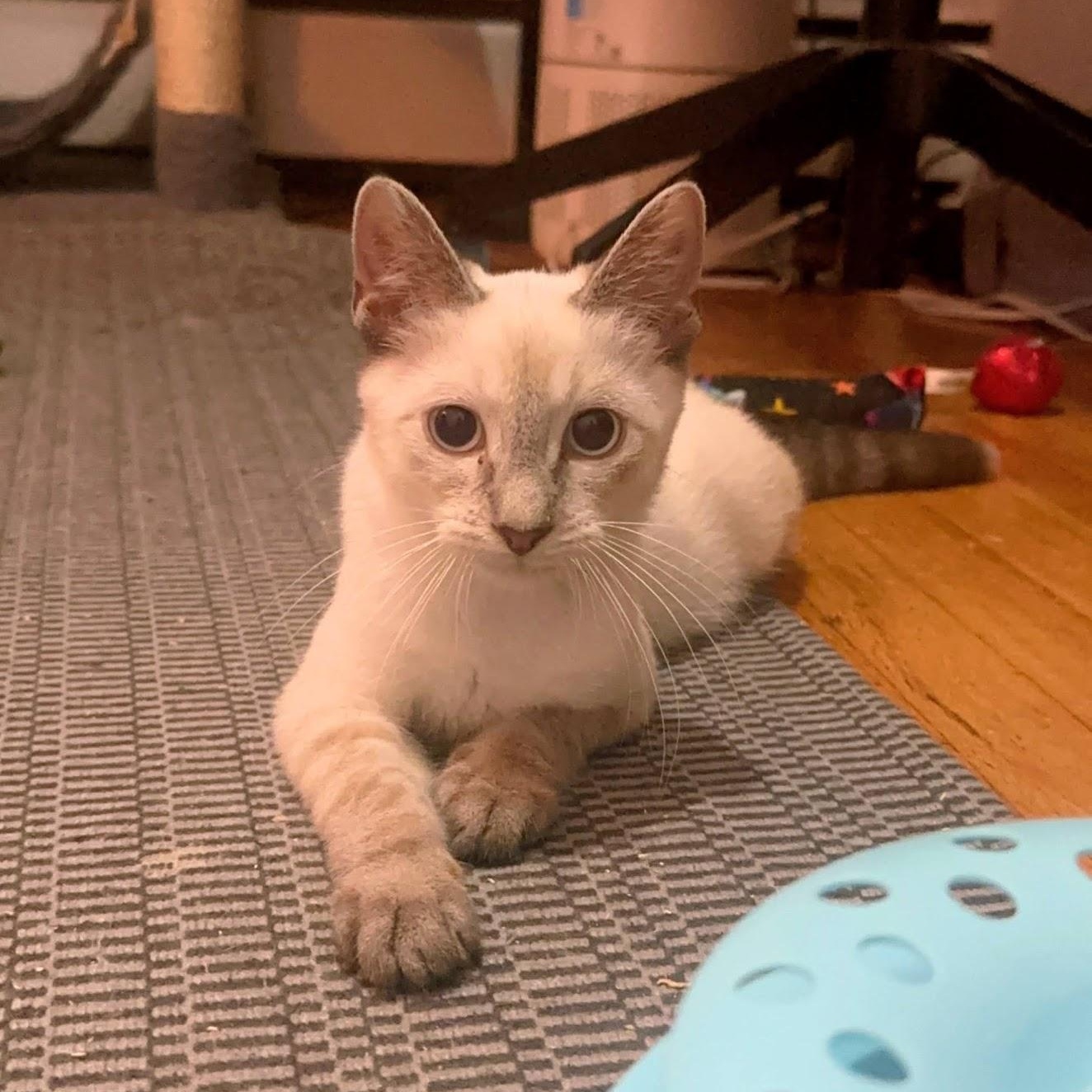 Enlarge Opal N. -- Blue Eyes & a Gentle Heart, an adopted American Shorthair in New York, NY image 1/6