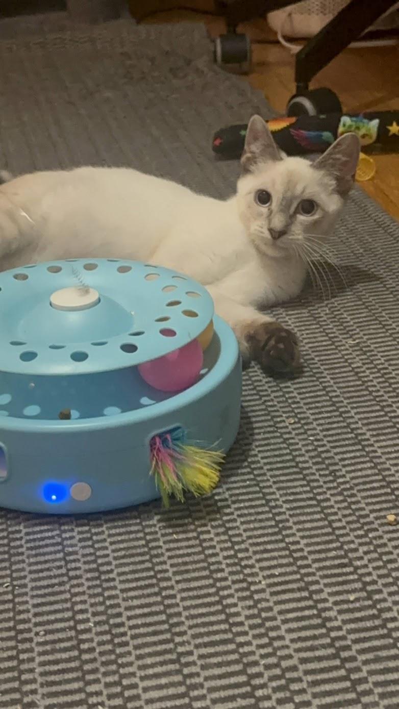 Enlarge Opal N. -- Blue Eyes & a Gentle Heart, an adopted American Shorthair in New York, NY image 3/6