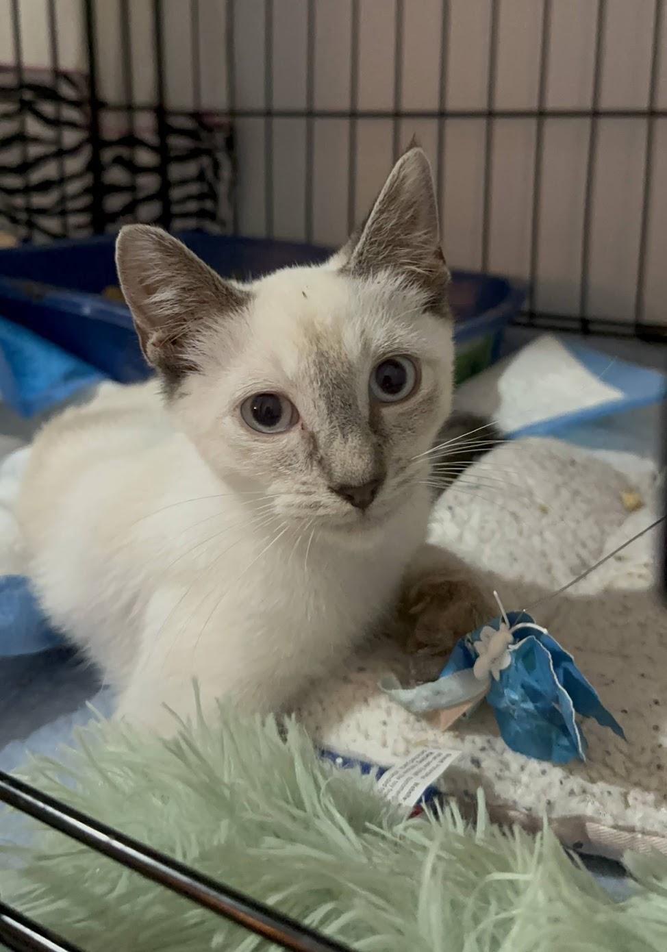 Enlarge Opal N. -- Blue Eyes & a Gentle Heart, an adopted American Shorthair in New York, NY image 4/6