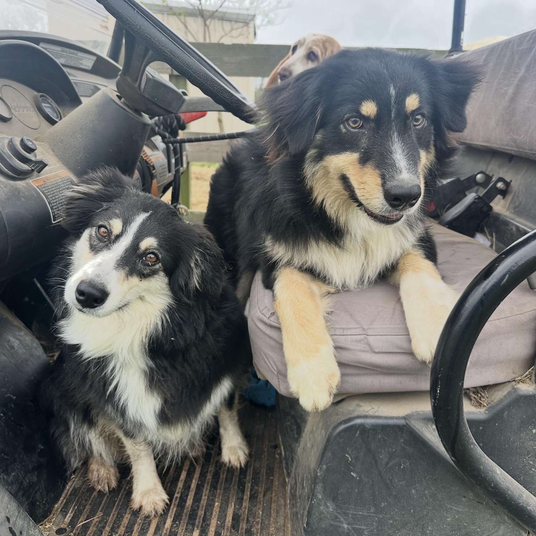 Enlarge Manny, an adopted Australian Shepherd in Tomball, TX image 4/5