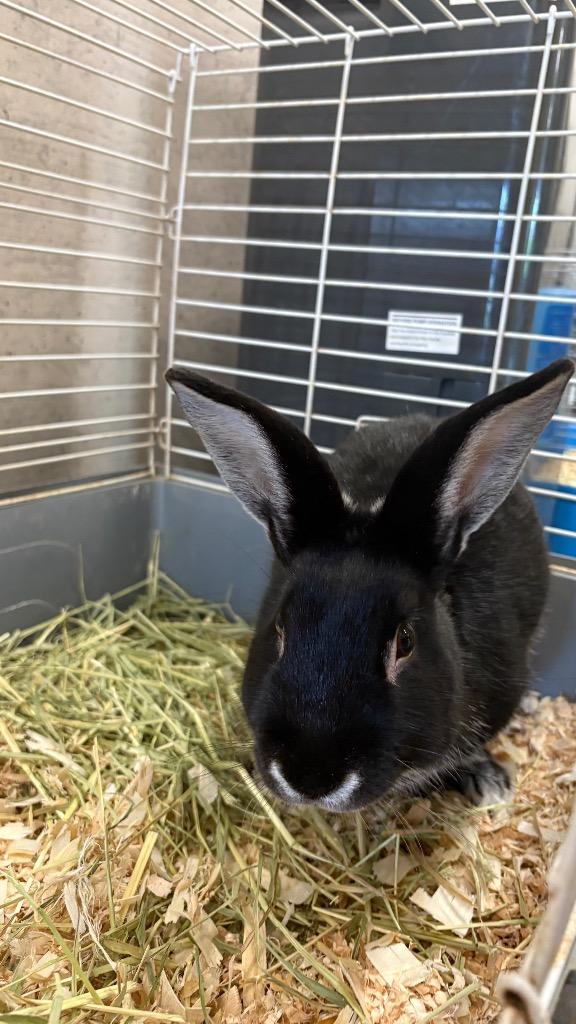 Trouble, Adoptable, Baby Male Dwarf.