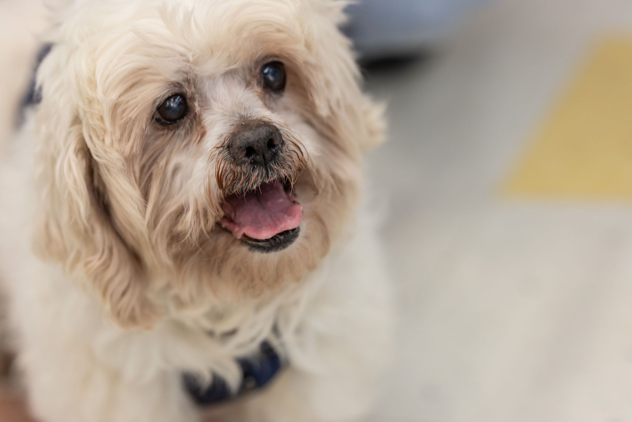 Enlarge Frodo, a Adoptable Lhasa Apso in Homer Glen, IL image 3/6