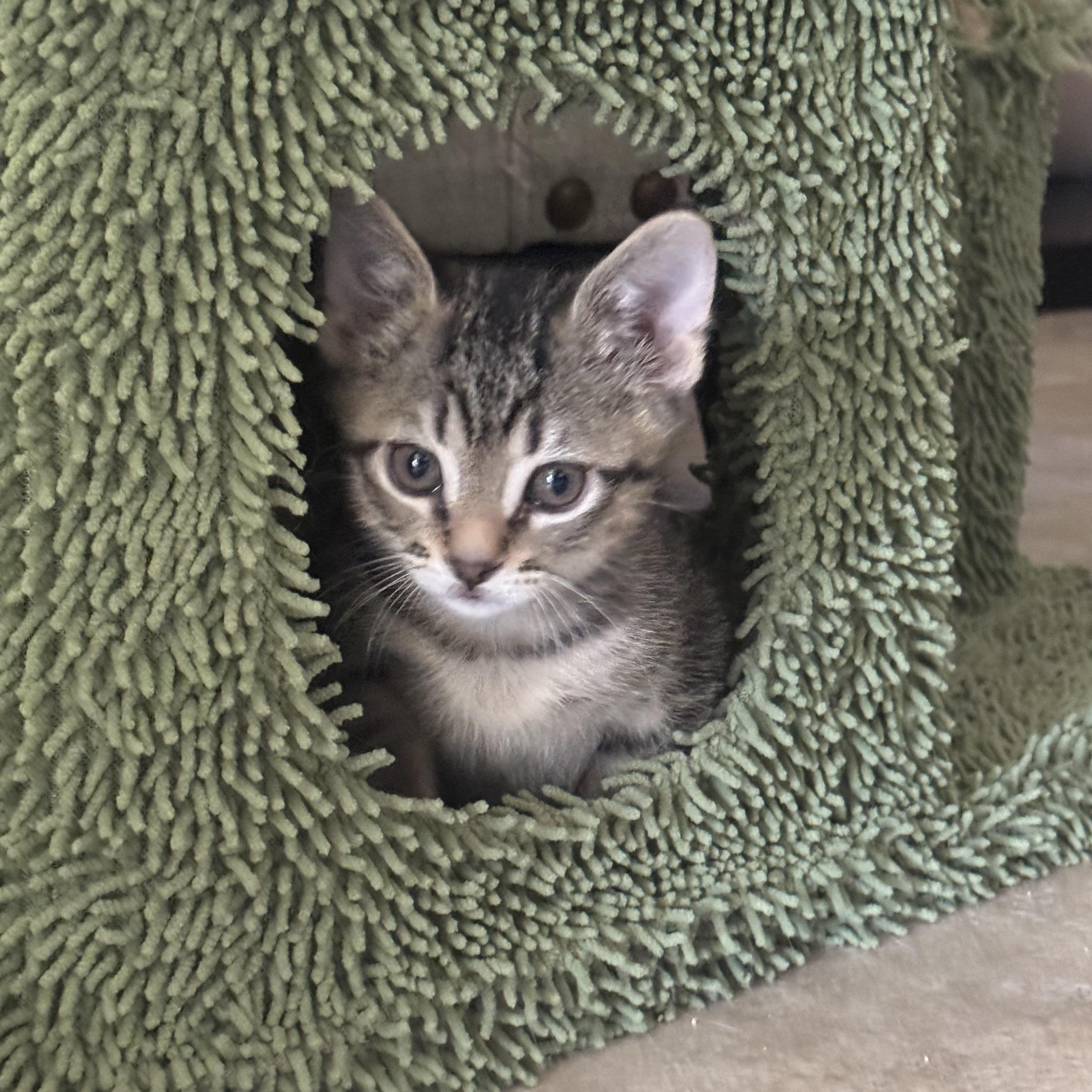 The Kittens of SCKR June 2025 photo 6