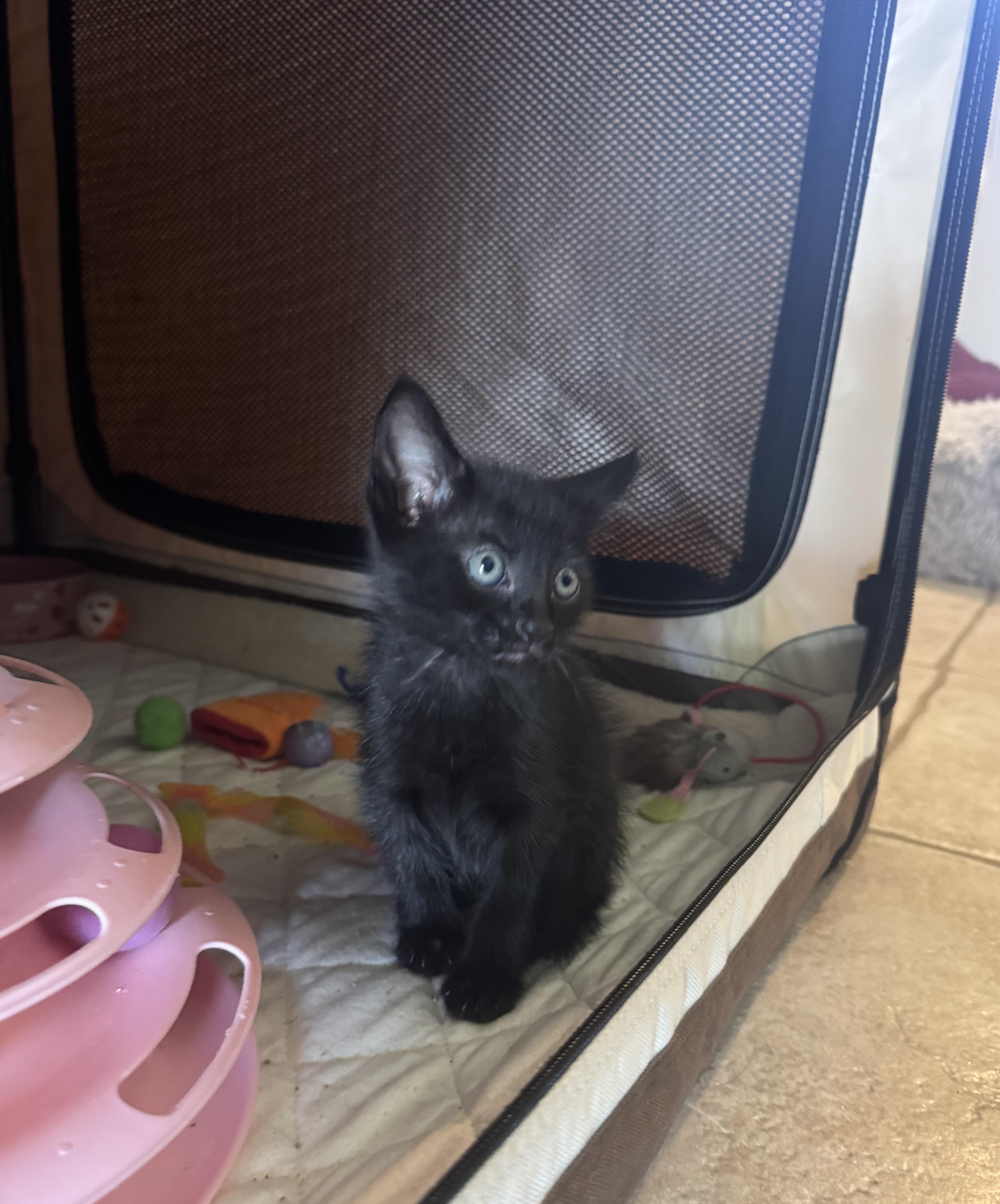 The Kittens of SCKR June 2025