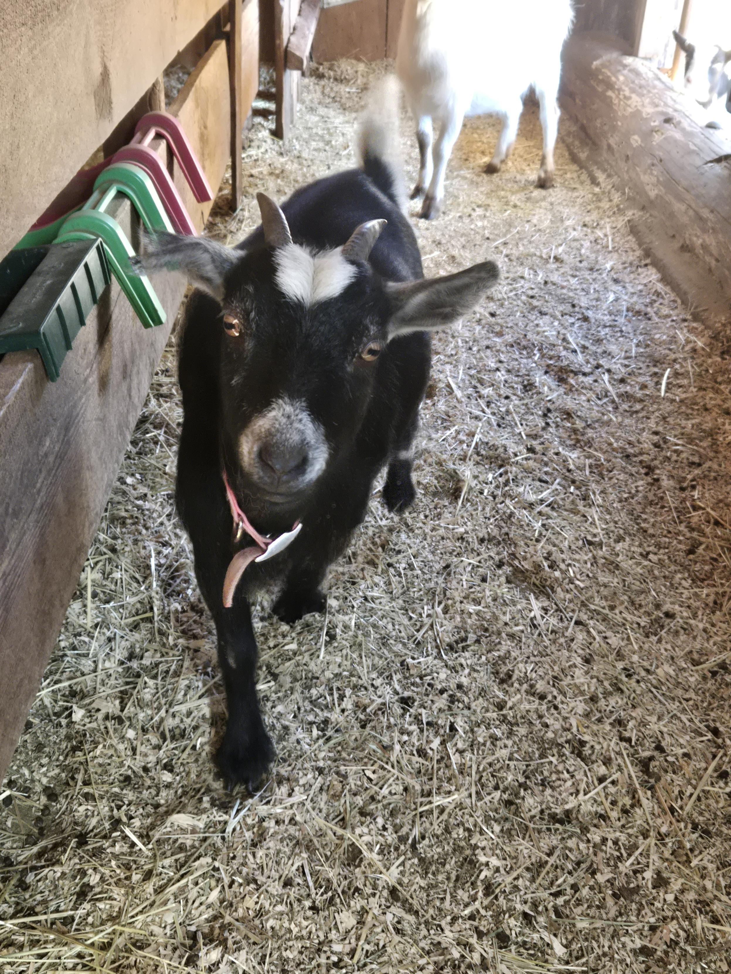 Castor, Adoptable, Young Female Pygmy.