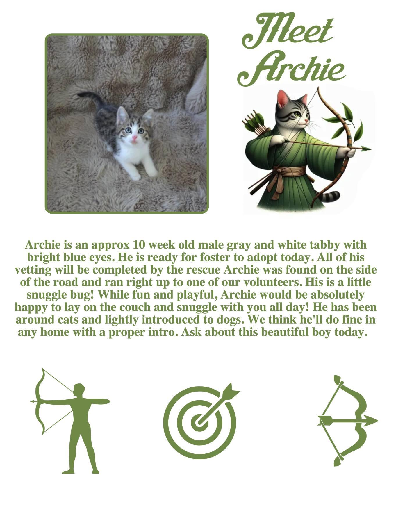 Archie, an adoptable Domestic Short Hair in Clovis, NM, 88101 | Photo Image 1