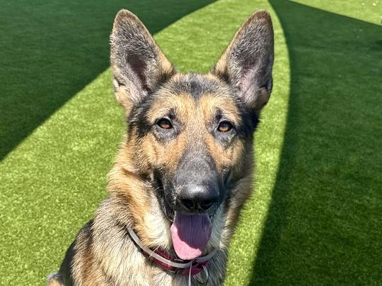 Enlarge YOSEMITE SAM, a Adoptable German Shepherd Dog in Martinez, CA image 1/1