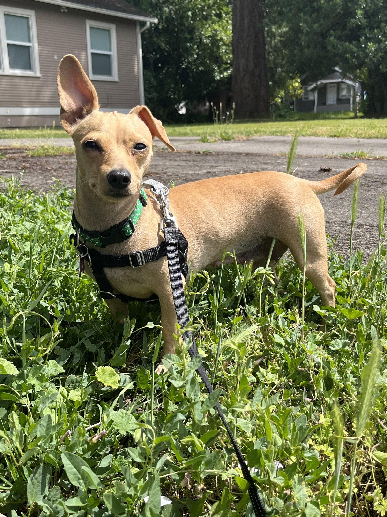 Enlarge Chromia, a Adoptable mixed breed in Portland, OR image 1/3